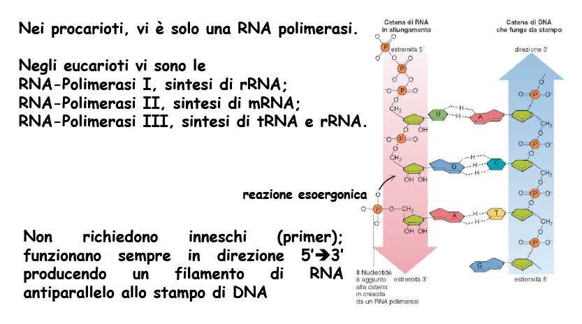 RNA