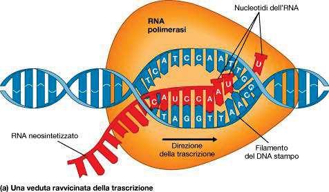 La trascrizione RNA