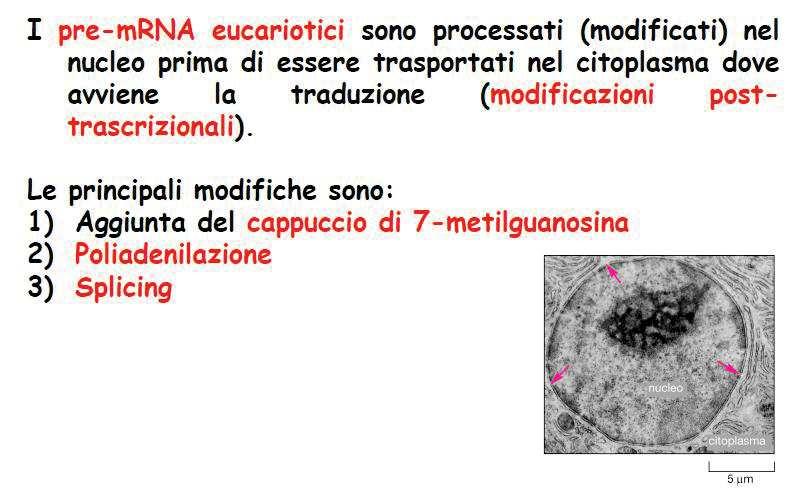 MATURAZIONE