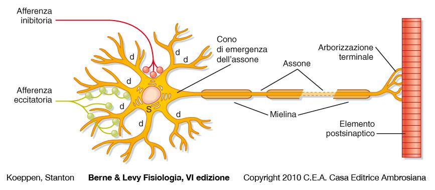 Il sistema nervoso: Trasduzione mediata da modificazione del potenziale di membrana Qualunque sia lo stimolo, la sua elaborazione e la sua traduzione in una risposta fisiologica, la cellula nervosa