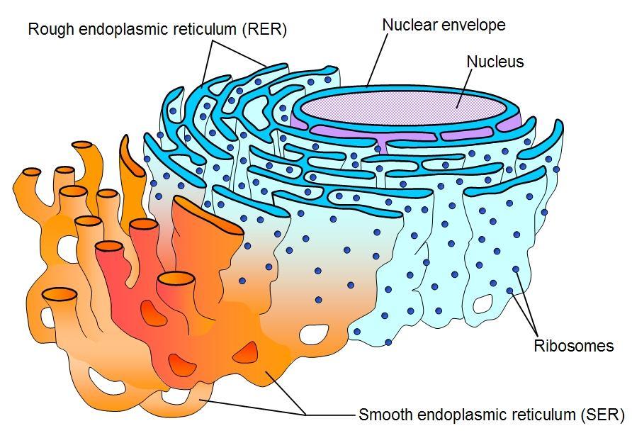 RETICOLO ENDOPLASMATICO RETICOLO DI TUBULI E CISTERNE CHE SI ESTENDE DALLA MEMBRANA NUCLEARE AL CITOPLASMA