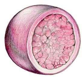 LISOSOMI Sono organuli sferici, relativamente grandi, rivestiti da una sottile membrana. Derivano per gemmazione dall'apparato di Golgi.
