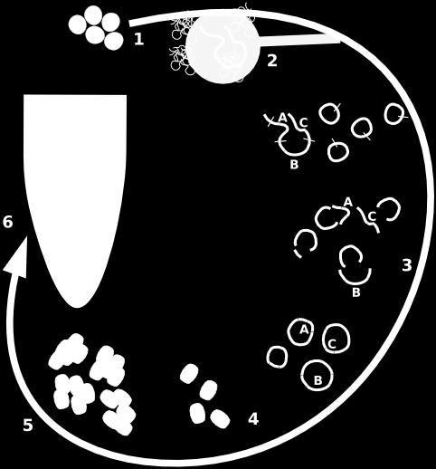 5: amplificazione del DNA ricombinato per moltiplicazione delle cellule. 6: estrazione dei plasmidi e costituzione della genoteca.