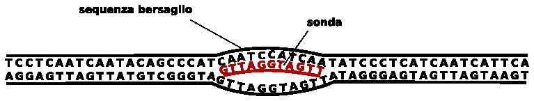 Denaturazione e ibridazione La struttura del DNA a doppio filamento avvolta a spirale è resa possibile dai legami a idrogeno che si instaurano tra le basi azotate.