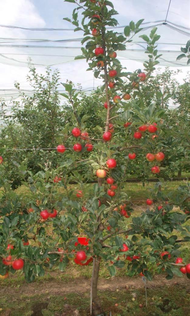 Sovraccolore rosso striato di elevata