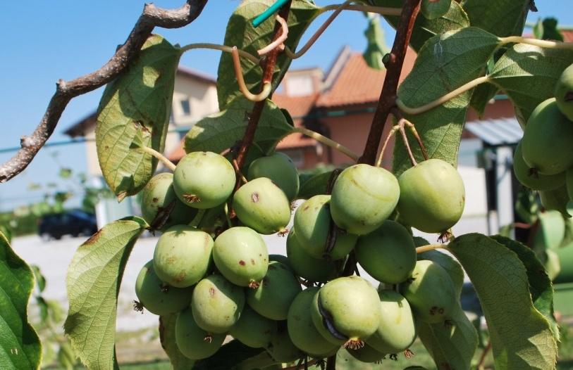 ACTINIDIA La criticità della specie