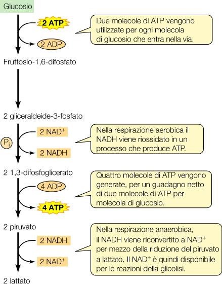 fermentazione