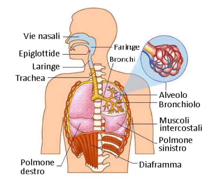 1.Inalazione attraverso il tratto respiratorio L inalazione, cioè l introduzione dell agente chimico nei polmoni durante la respirazione, rappresenta la via di ingresso principale nel corpo di