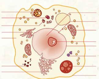 Perossisoma Cloroplasto Mitocondrio Citoplasma. e persino nei VIRUS!