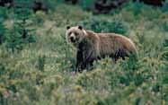 Guida di lingua inglese Periodo: dal 15 aprile al 15 ottobre durata: 2,5 ore - Quota per persona 84 3 CAMPBELL RIVER Grizzly Expedition - Barca + minibus In barca da Campbell River alla terraferma.