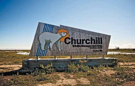 Churchill 7 giorni Tour di gruppo Novità 2017 Tour di gruppo Churchill 6 giorni Winnipeg Winnipeg 7 Luglio/20 Agosto 7 gg: da 3.