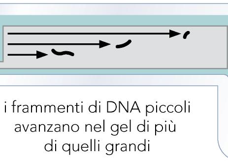 applicazione di un campo elettrico Il DNA,