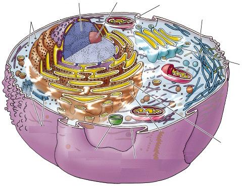 Membrana nucleare Ribosomi Pori nucleari La cellula eucariotica Nucleo Nucleolo Mitocondri Citoscheletro Apparato del