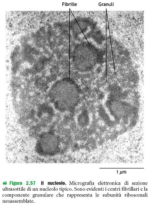 Nucleolo: