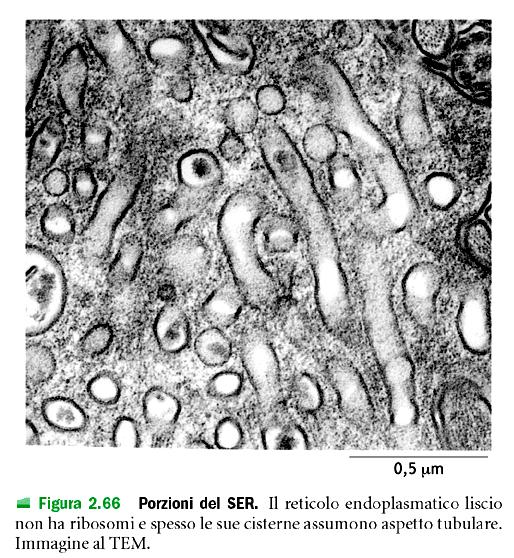 Reticolo endoplasmatico liscio Nelle sue membrane sono inclusi diversi enzimi che intervengono sintesi di steroidi a partire dal colesterolo (abbondante nelle cellule endocrine che producono ormoni