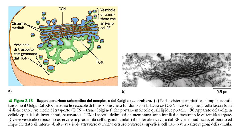 Apparato del Golgi: Glicosilazione (modifica piu comune) di