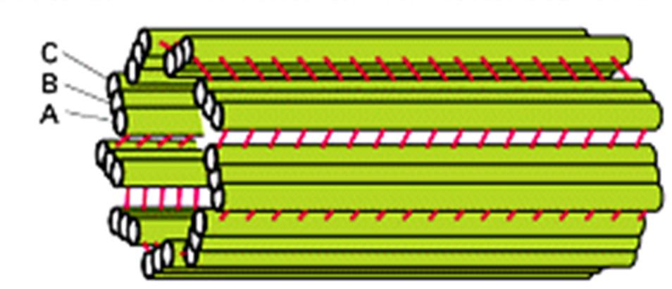 centrioli costituiti da 9 triplette di microtubuli)