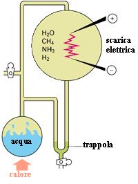 EVOLUZIONE DELLA CELLULA Esperimento di Stanley Miller (anni 50) Dimostra la formazione spontanea di molecole organiche: amminoacidi, zuccheri, purine e pirimidine COMPOSTI PRODOTTI HCHO HCOOH HCN CH