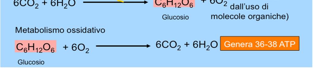 catalizzare alcune reazioni chimiche, compresa la polimerizzazione di nucleotidi) Si presume che la prima