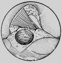 isometrico al davanti delle