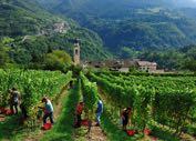 500 ettari di vigneti in totale e presidiano l intero territorio distribuendosi nelle cinque macro-aree della regione: Campo Rotaliano,