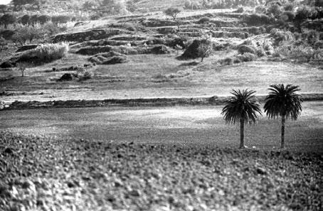 SUOR MARCHESA La Tenuta è situata a Riesi, nel centro della Sicilia a pochi chilometri dal mare, su una dolce collina ben esposta ai venti, dove le estati sono molto calde e gli inverni miti e brevi.