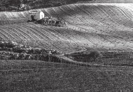 RISIGNOLO Salemi, in provincia di Trapani, è la provincia più vitata d Italia: qui il vino rappresenta la struttura portante di una grande tradizione culturale.