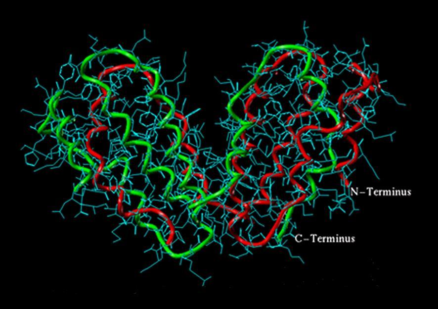 BIOSIMILARI I biofarmaci hanno dimensioni e struttura molto più complesse dei