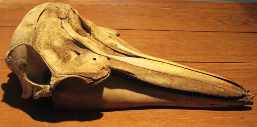 Fig. 2. Cranio di Tursiope, rinvenuto presso il Castello di Baia nel luglio 1892, ex coll. storica Bologna, conservato presso la Città della Scienza di Napoli e sfuggito all incendio del 2013 (Foto G.