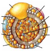 Le HDL sono un gruppo di particelle eterogenee per composizione e funzione apo A-1 apo PL apo CE TG Free Chol Con ELETTROFORESI SU GEL