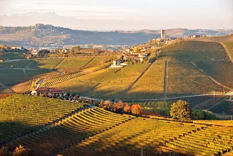 Nel pomeriggio tour panoramico delle colline del Barbaresco sull affascinante tracciato della Strada Romantica delle Langhe e del Roero: dal piccolo centro di Barbaresco dominato dalla Torre