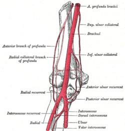 ARTERIA BRACHIALE Infermieristica clinica di