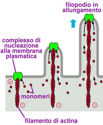 Actina e movimenti cellulari I microfilamenti di actina possono generare