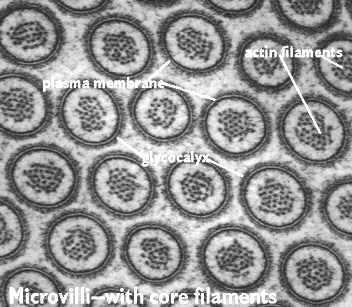 Alla base dei microvilli i