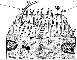 microvilli/stereociglia!