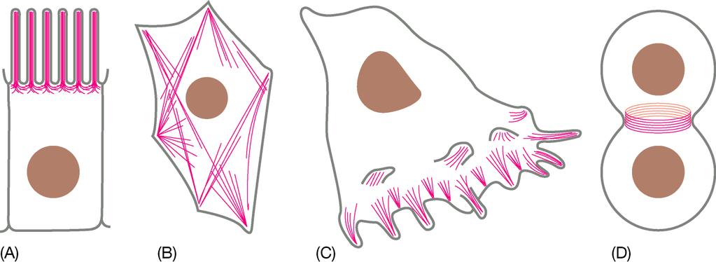 I filamenti di actina fanno assumere alla cellula una grande varietà di forme e