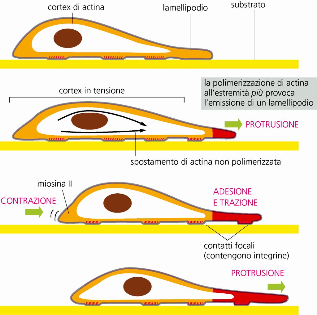 Forze generate nella corteccia ricca di actina muovono in avanti una cellula L actina polimerizza al margine guida formando un lamellipodio, ciò muove il fronte della cellula in avanti e induce lo