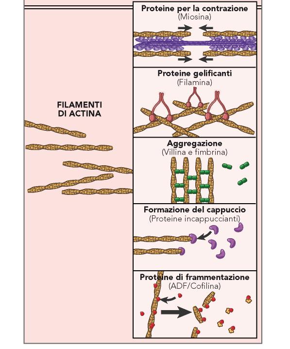 Proteine che legano i filamenti di actina Le proteine che associano i filamenti di actina possono regolare: Il tipo di interazione tra microfilamenti: -strutture contrattili