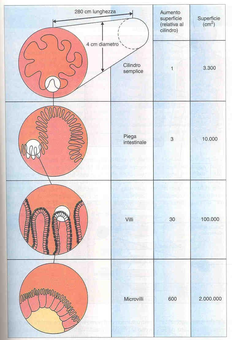 Le tre modalità con cui la superficie dell intestino tenue viene aumentata rispetto a quella di un