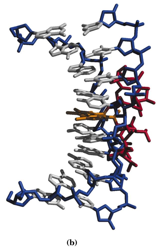 La porzione planare dell actinomicina D si inserisce nel DNA a