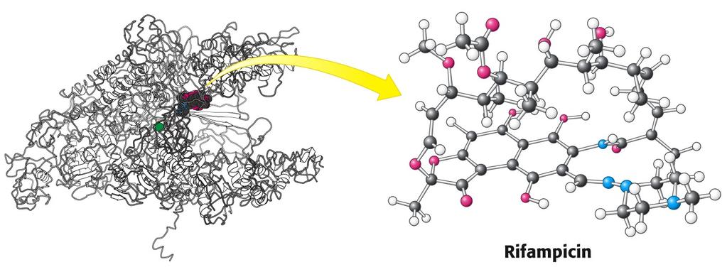 La rifampicina è un antibiotico che inibisce la sintesi di RNA legandosi specificamente alla