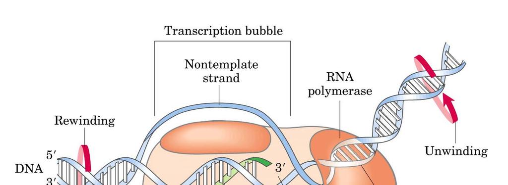 Bolla di trascrizione (circa 17 coppie di basi) Catena