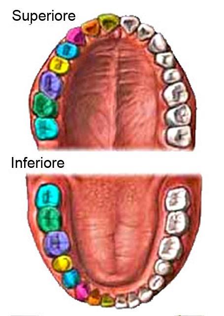 CBCT Arcate dentarie CBCT nasce per l esame delle arcate dentarie Implantologia Anomalie di posizione e numero dei denti Lesioni