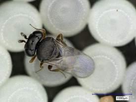 La cimice asiatica Halyomorpha halys controllo biologico: Anastatus bifasciatus