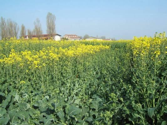 Colza Brassica napus L. var. Oleifera Semina seminatrice pneumatica/prec. Densità: 40-60 piante/m2 Profondità semina 2 cm epoca: da settembre piante (num. mq) Emergenza (%) Semi (num.