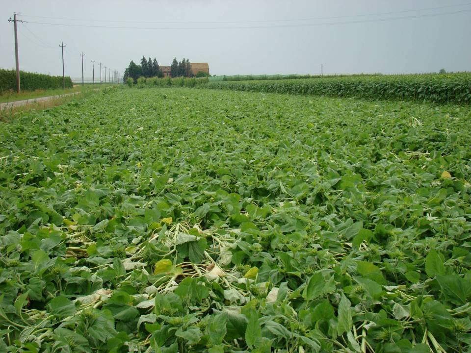 Sperimentazione LIFE 2008 Girasole concimato con digestato da impianto biogas Filo d Argenta Ferrara.