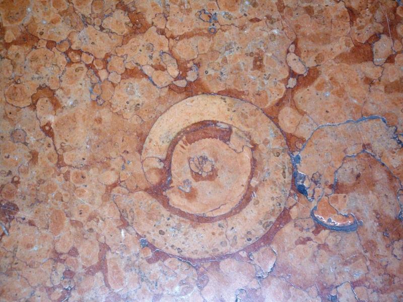 Marmo Rosso Veronese Comprende diversi tipi di calcari fossiliferi con