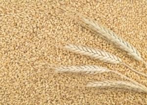 saldo commerciale Yara Italia inaugura la sua Academy Il futuro del riso è a goccia