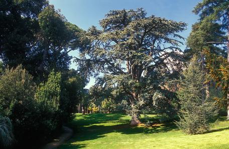 , Taxodium mucronatum Ten., Sequoia sempervirens L.