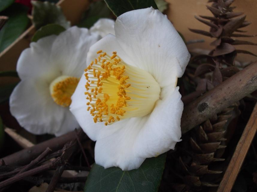 La Camelia japonica Alba simplex domina il contenitore del